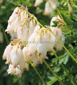 DICENTRA (BLEEDING HEART) FORMOSA ‘AURORA‘ I (25 P.BAG)