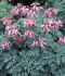 DICENTRA BLEEDING HEART FORMOSA CANDY HEARTS I 25 P.BAG