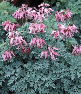 DICENTRA (BLEEDING HEART) FORMOSA ‘CANDY HEARTS‘ I (25 P.BAG)