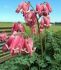 DICENTRA BLEEDING HEART FORMOSA KING OF HEARTS I 25 P.BAG