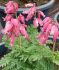 DICENTRA BLEEDING HEART FORMOSA LUXURIANT I 25 P.BAG