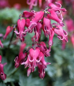 DICENTRA (BLEEDING HEART) FORMOSA ‘RED FOUNTAIN‘ I (25 P.BAG)