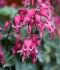 DICENTRA BLEEDING HEART FORMOSA RED FOUNTAIN I 25 P.BAG