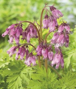 DICENTRA (BLEEDING HEART) FORMOSA ‘SPRING GOLD‘ I (25 P.BAG)