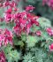 DICENTRA BLEEDING HEART HYBRID BURNING HEARTS I 25 P.BAG