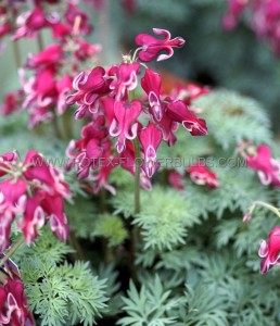 DICENTRA (BLEEDING HEART) HYBRID ‘BURNING HEARTS‘ I (25 P.BAG)