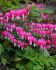 DICENTRA BLEEDING HEART SPECTABILIS 23 EYE 25 P.BAG