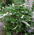 DICENTRA BLEEDING HEART SPECTABILIS ALBA 23 EYE 25 P.BAG