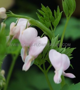 DICENTRA (BLEEDING HEART) SPECTABILIS  ‘CUPID ‘ 2/3 EYE (25 P.BAG)