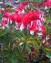 DICENTRA BLEEDING HEART SPECTABILIS VALENTINE 23 EYE 25 P.BAG