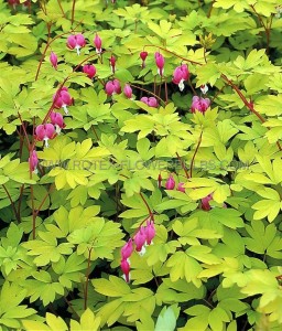 DICENTRA (BLEEDING HEART) SPECTABILIS  ‘YELLOW LEAF ‘ I (25 P.BAG)