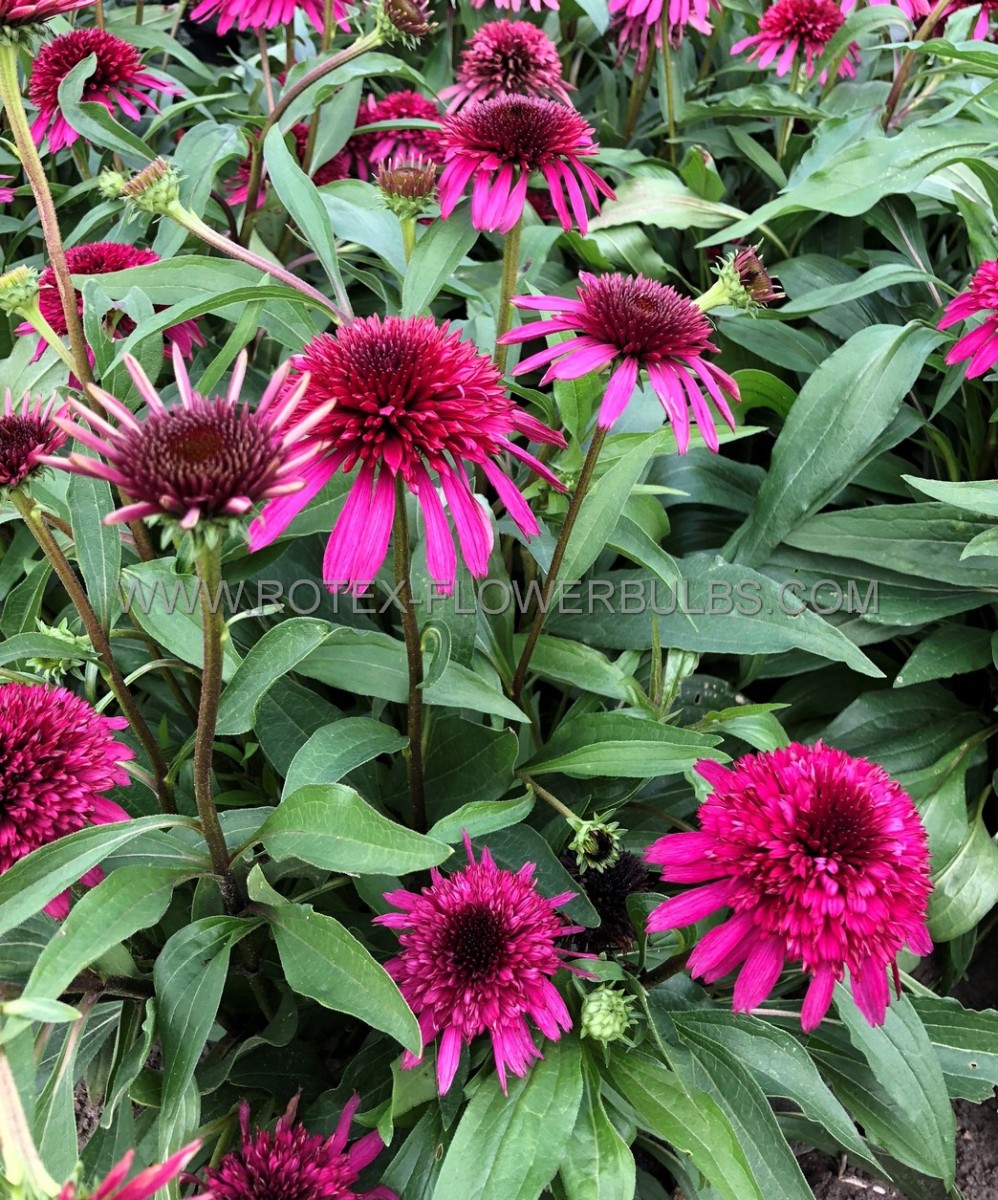 ECHINACEA (CONEFLOWER) PURPUREA ‘BLUEBERRY CHEESECAKE‘ I (25 P.BAG)