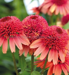 ECHINACEA (CONEFLOWER) PURPUREA ‘CARROT CAKE‘ I (25 P.BAG)