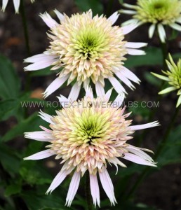 ECHINACEA (CONEFLOWER) PURPUREA ‘CHERRY FLUFF‘ I (25 P.BAG)