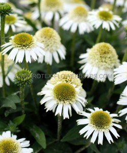 ECHINACEA (CONEFLOWER) PURPUREA ‘DELICIOUS NOUGAT‘ I (25 P.BAG)