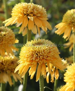 ECHINACEA (CONEFLOWER) PURPUREA ‘ECCENTRIC YELLOW‘ I (25 P.BAG)