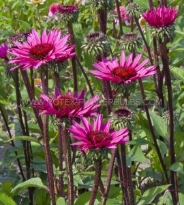 ECHINACEA (CONEFLOWER) PURPUREA ‘FATAL ATTRACTION‘ I (25 P.BAG)