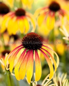 ECHINACEA (CONEFLOWER) PURPUREA ‘FIERY MEADOW MAMA‘ I (25 P.BAG)