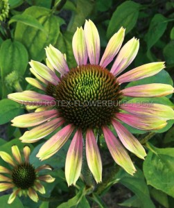 ECHINACEA (CONEFLOWER) PURPUREA ‘GREEN ENVY‘ I (25 P.BAG)