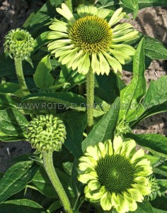 ECHINACEA (CONEFLOWER) PURPUREA ‘GREEN JEWEL‘ I (25 P.BAG)