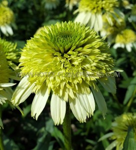 ECHINACEA (CONEFLOWER) PURPUREA ‘HONEYDEW‘ I (25 P.BAG)