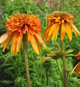 ECHINACEA (CONEFLOWER) PURPUREA ‘MARMALADE‘ I (25 P.BAG)