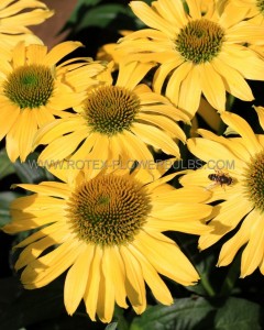 ECHINACEA (CONEFLOWER) PURPUREA ‘MELLOW YELLOWS‘ I (25 P.BAG)