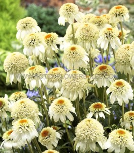 ECHINACEA (CONEFLOWER) PURPUREA ‘MILKSHAKE‘ I (25 P.BAG)