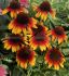 ECHINACEA CONEFLOWER PURPUREA PARROT I 25 P.BAG