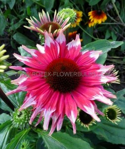 ECHINACEA (CONEFLOWER) PURPUREA ‘PLAYFUL MEADOW MAMA‘ I (25 P.BAG)