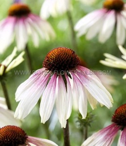 ECHINACEA (CONEFLOWER) PURPUREA ‘PRETTY PARASOL‘ I (25 P.BAG)