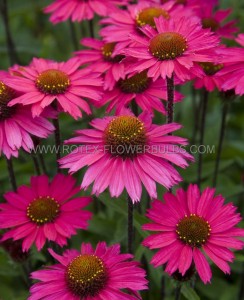 ECHINACEA (CONEFLOWER) PURPUREA ‘SENSATION PINK‘ I (25 P.BAG)