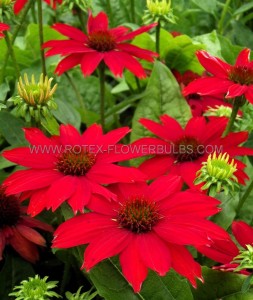 ECHINACEA (CONEFLOWER) PURPUREA ‘SOMBRERO SALSA RED‘ I (25 P.BAG)