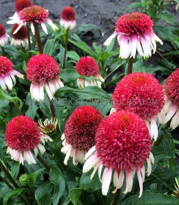 ECHINACEA (CONEFLOWER) PURPUREA ‘STRAWBERRY AND CREAM‘ I (25 P.BAG)