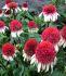 ECHINACEA CONEFLOWER PURPUREA STRAWBERRY AND CREAM I 25 P.BAG