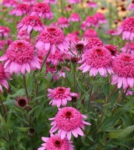 ECHINACEA (CONEFLOWER) PURPUREA ‘SUMMER CANDY‘ I (25 P.BAG)