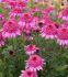 ECHINACEA CONEFLOWER PURPUREA SUMMER CANDY I 25 P.BAG