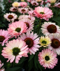 ECHINACEA (CONEFLOWER) PURPUREA ‘SUNSEEKERS SALMON‘ I (25 P.BAG)