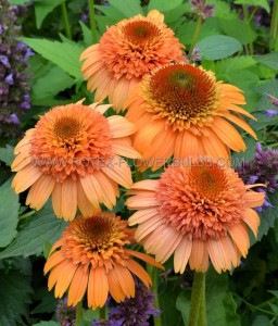 ECHINACEA (CONEFLOWER) PURPUREA ‘SUPREME CANTALOUPE‘ I (25 P.BAG)