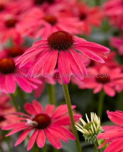 ECHINACEA (CONEFLOWER) PURPUREA ‘SWEET MEADOW MAMA‘ I (25 P.BAG)