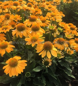 ECHINACEA (CONEFLOWER) PURPUREA ‘TWEETY‘ I (25 P.BAG)