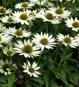 ECHINACEA (CONEFLOWER) PURPUREA ‘VIRGIN‘ I (25 P.BAG)