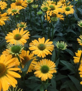 ECHINACEA (CONEFLOWER) PURPUREA ‘YELLOW PASSION‘ I (25 P.BAG)