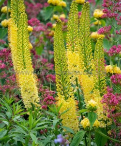 EREMURUS (FOXTAIL LILY) STENOPHYLLUS ‘BUNGEI‘ I (25 P.BAG)