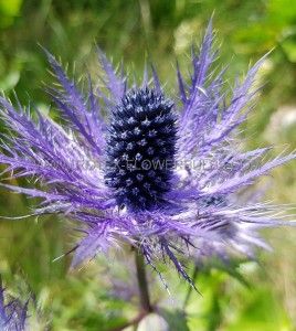 ERYNGIUM (SEA HOLLY) ALPINUM I (25 P.BAG)