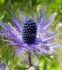 ERYNGIUM SEA HOLLY ALPINUM I 25 P.BAG