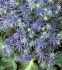 ERYNGIUM SEA HOLLY PLANUM BLUE HOBBIT I 25 P.BAG