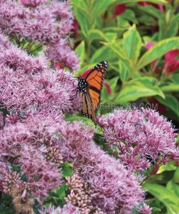 EUPATORIUM (JOE PYE WEED) DUBIUM‘ LITTLE JOE‘ I (25 P.BAG)