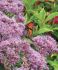 EUPATORIUM JOE PYE WEED DUBIUM LITTLE JOE I 25 P.BAG