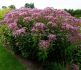 EUPATORIUM JOE PYE WEED MACULATUM ATROPURPUREUM I 25 P.BAG